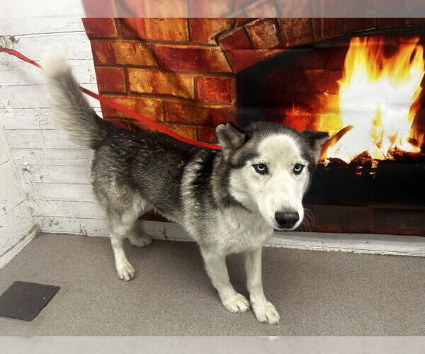 Medium Photo #1 Siberian Husky Puppy For Sale in San Bernardino, CA, USA