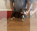 Small Photo #3 English Bulldog Puppy For Sale in DAYTON, OH, USA
