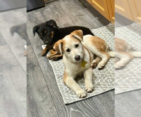 Medium Photo #2 Mutt Puppy For Sale in Sandy, UT, USA