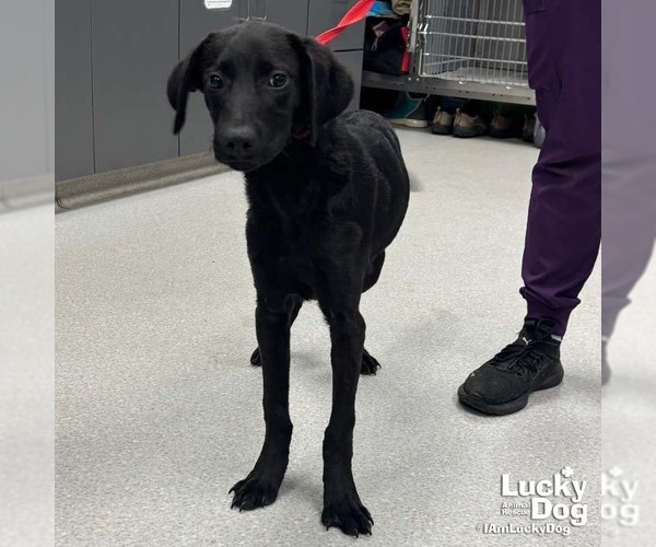 Medium Photo #2 Labrador Retriever-Retriever  Mix Puppy For Sale in Washington, DC, USA