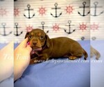 Small #1 Dachshund