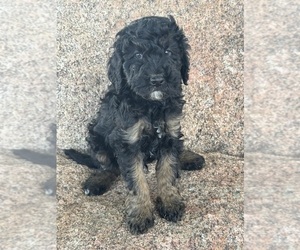 Poodle (Miniature)-Poodle (Standard) Mix Puppy for sale in LONGMONT, CO, USA