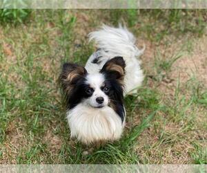 Mother of the Papillon puppies born on 01/24/2024