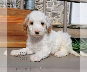 Goldendoodle (Miniature) Puppy for sale in EPHRATA, PA, USA