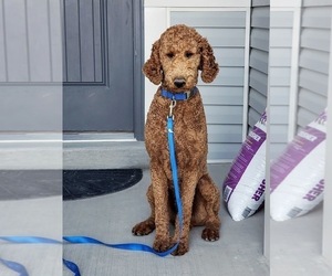 Father of the Bernedoodle puppies born on 12/11/2022