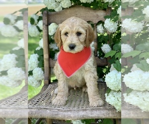 Irish Doodle Puppy for sale in WEST SALEM, OH, USA