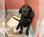 Small #3 Mutt