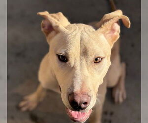 Mutt Dogs for adoption in Tulsa, OK, USA