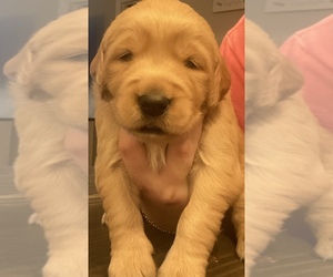 Golden Retriever Puppy for sale in OOLTEWAH, TN, USA