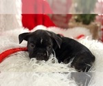 Puppy Pepper Faux Frenchbo Bulldog