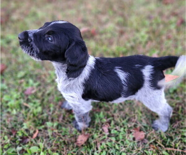 Medium Photo #8 German Shorthaired Pointer-Goldendoodle Mix Puppy For Sale in WILLACOOCHEE, GA, USA