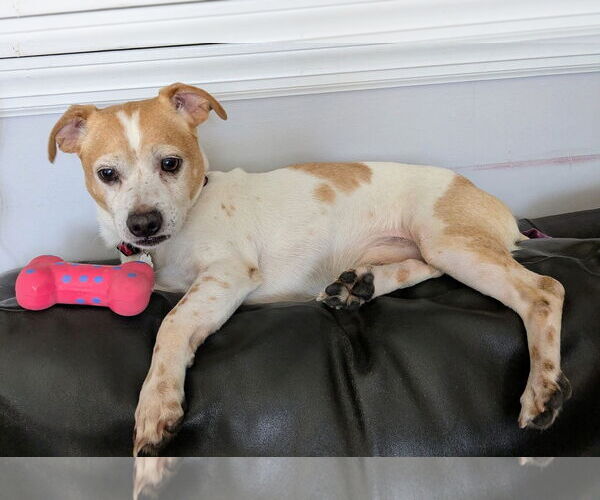 Medium Photo #5 Chihuahua-Unknown Mix Puppy For Sale in pomfret, CT, USA