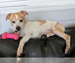 Small #4 Chihuahua Mix
