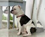 Small Photo #1 Olde English Bulldogge Puppy For Sale in EUNICE, LA, USA