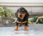Small #1 Dachshund