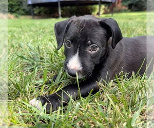 American Staffordshire Terrier-Unknown Mix Dogs for adoption in Raleigh, NC, USA