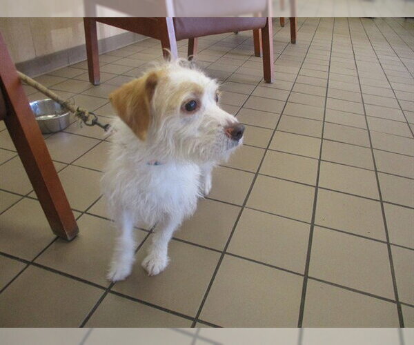 Medium Photo #1 Mutt Puppy For Sale in Ocala, FL, USA