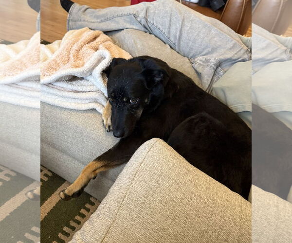 Medium Photo #4 Mutt Puppy For Sale in Aurora, CO, USA