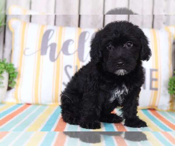 Medium Photo #2 YorkiePoo Puppy For Sale in MOUNT VERNON, OH, USA