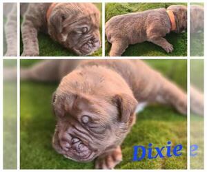 Olde English Bulldogge Puppy for sale in WHEELER, MI, USA