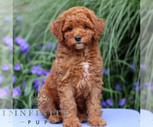 Goldendoodle (Miniature) Puppy for sale in EAST EARL, PA, USA
