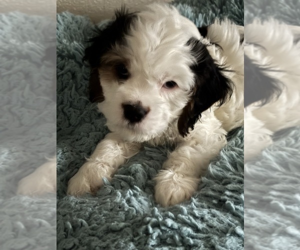 Medium Photo #19 Cavachon Puppy For Sale in OLYMPIA, WA, USA