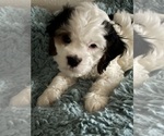 Small #1 Cavachon