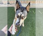 Small #2 Siberian Husky Mix