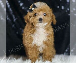Poodle (Toy) Puppy for sale in WARSAW, IN, USA