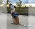 Small Photo #37 Labrador Retriever-Unknown Mix Puppy For Sale in San Diego, CA, USA