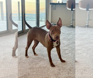 Mutt Dogs for adoption in Salt Lake City, UT, USA
