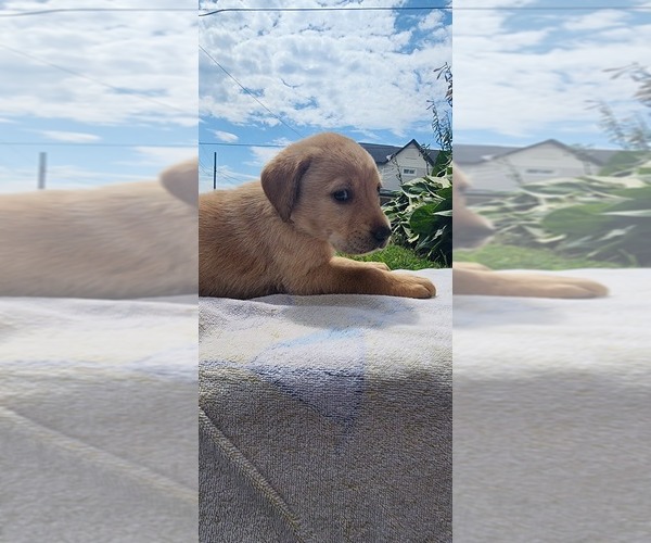 Medium Photo #5 Labrador Retriever Puppy For Sale in CHICORA, PA, USA