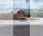 Small #4 Labrador Retriever