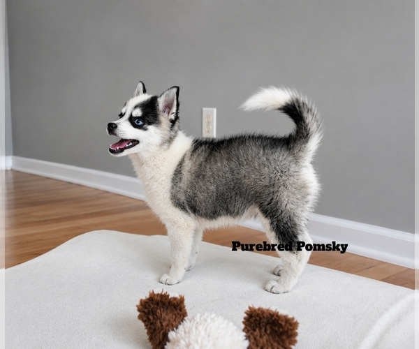 Medium Photo #4 Pomsky Puppy For Sale in KANSAS CITY, MO, USA