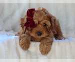 Image preview for Ad Listing. Nickname: Bella
