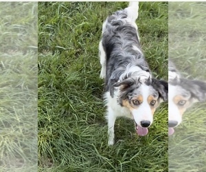 Mother of the Border Collie puppies born on 06/28/2025