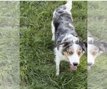 Small Photo #1 Border Collie Puppy For Sale in CARLISLE, KY, USA