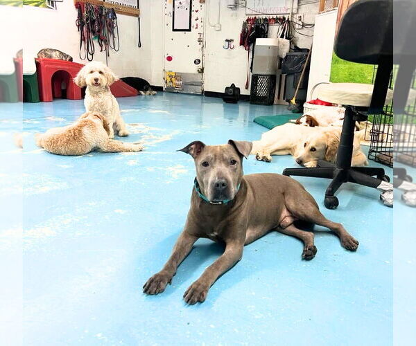 Medium Photo #3 Mutt Puppy For Sale in Brooklyn, NY, USA