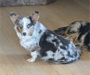 Mother of the American Corgi puppies born on 02/10/2025