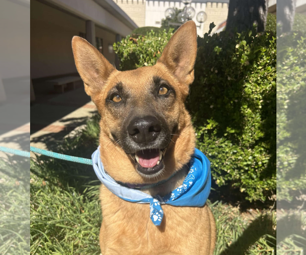 Medium Photo #1 Mutt Puppy For Sale in Fresno, CA, USA