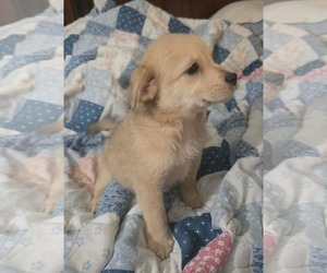 Archie- the A litter - Male Cairn Terrier-Unknown Mix Dog for Adoption - Photo #3