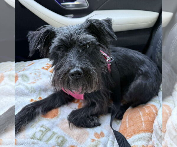 Medium Photo #2 Miniature Schnauzer-Unknown Mix Puppy For Sale in Spring Lake, NC, USA