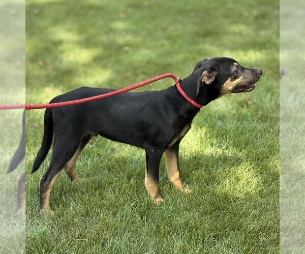 Medium Photo #2 Labrador Retriever-Unknown Mix Puppy For Sale in Yardley, PA, USA