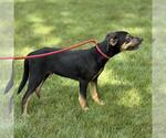 Small #1 Labrador Retriever Mix