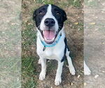 Small #6 Border Collie Mix