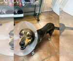 Small #2 German Shepherd Dog Mix