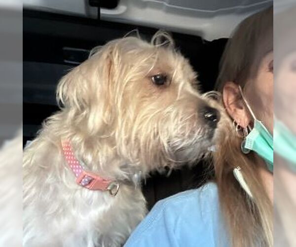 Medium Photo #8 Mal-Shi Puppy For Sale in Mt. Laurel, NJ, USA