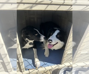 Mother of the Border Collie puppies born on 02/07/2024