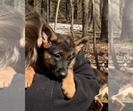 Small Photo #14 German Shepherd Dog Puppy For Sale in BEDFORD, IN, USA