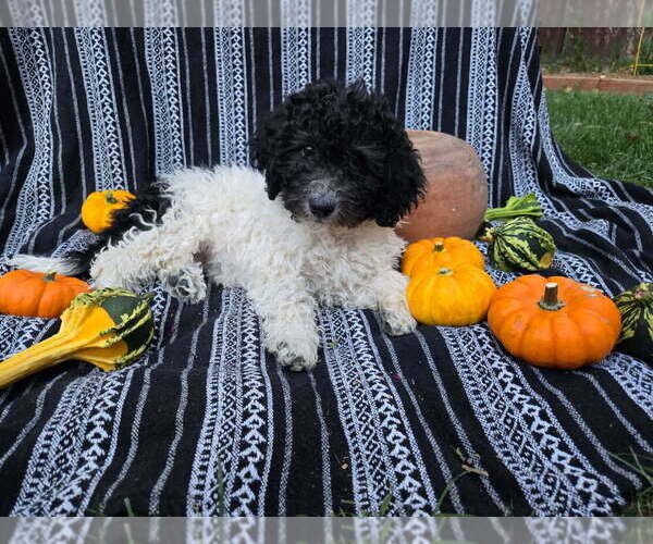 Medium Photo #6 Goldendoodle-Poodle (Miniature) Mix Puppy For Sale in CANON CITY, CO, USA